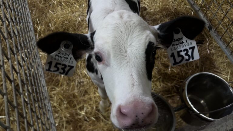 Bring the Sun into Your Barn: Harnessing the Power of Infrared