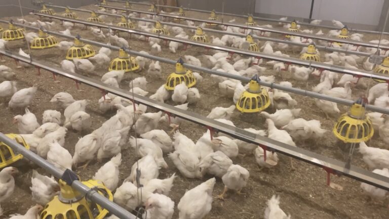 The Crucial Role of Dry Floors in Poultry Facilities