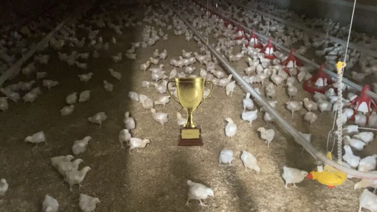 Unprecedented results at Sandhills Colony Broiler Facility: The Reflect-O-Ray® Difference