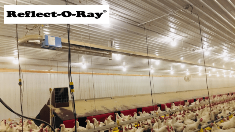 Poultry Perfection: 7 Reasons Why Reflect-O-Ray Radiant Heating Takes the Lead