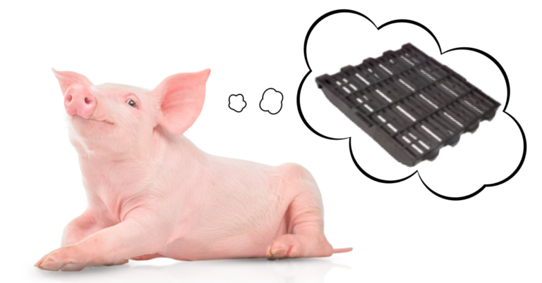 Farrowing Success: Plainview’s Experience with Faroex