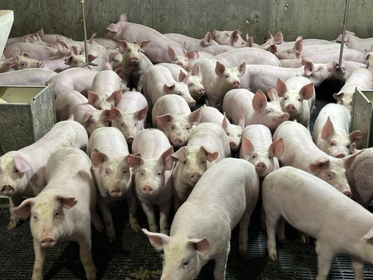 Enhancing Profitability and Pig Health in Hog Barns with Reflect-O-Ray® Infrared Heating