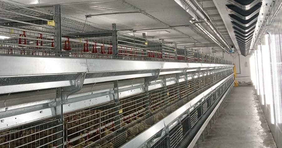 Reflect-O-Ray low-intensity infrared system heating the poultry barn mass at Spring Point Colony