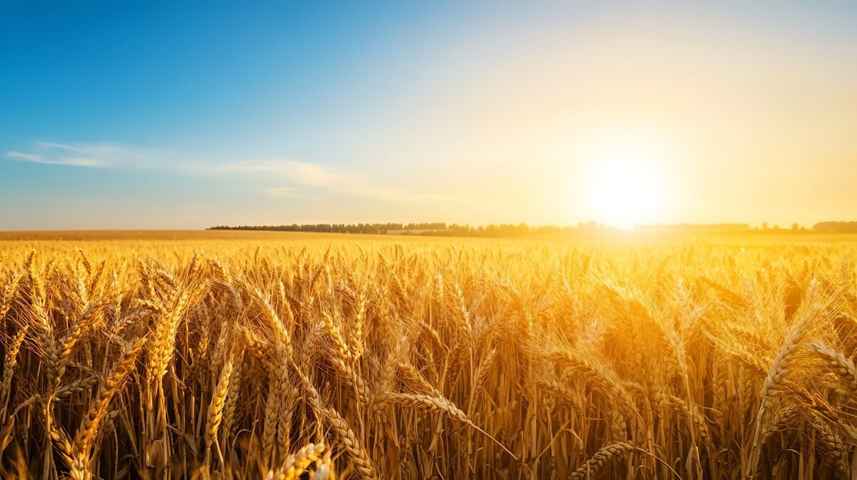 Sun rising over a golden wheat field, casting warm light across the standing grain — the same warming infrared that radiant tube heaters bring indoors.