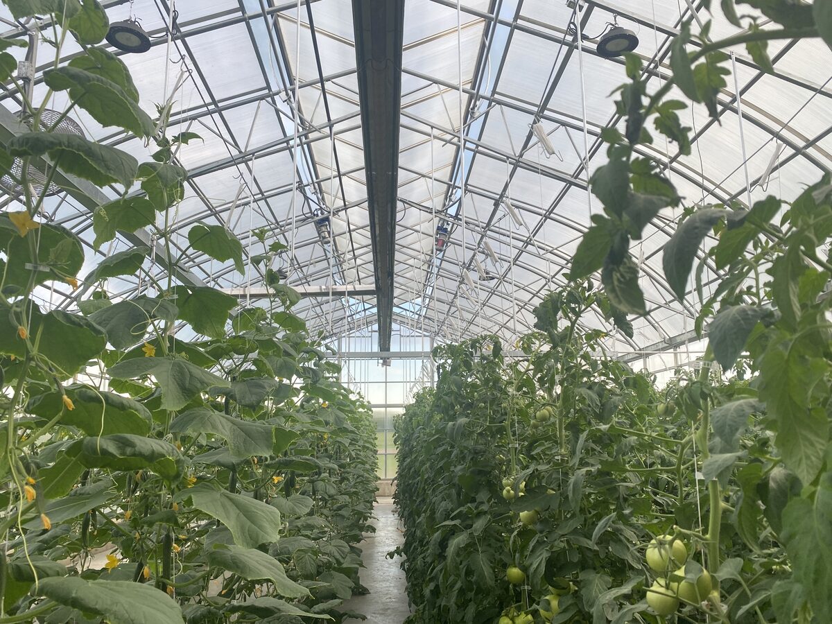 Inside a working greenhouse — rows of tomato and cucumber plants under arched glazing, with overhead Reflect-O-Ray infrared radiant tube heaters mounted from the ridge