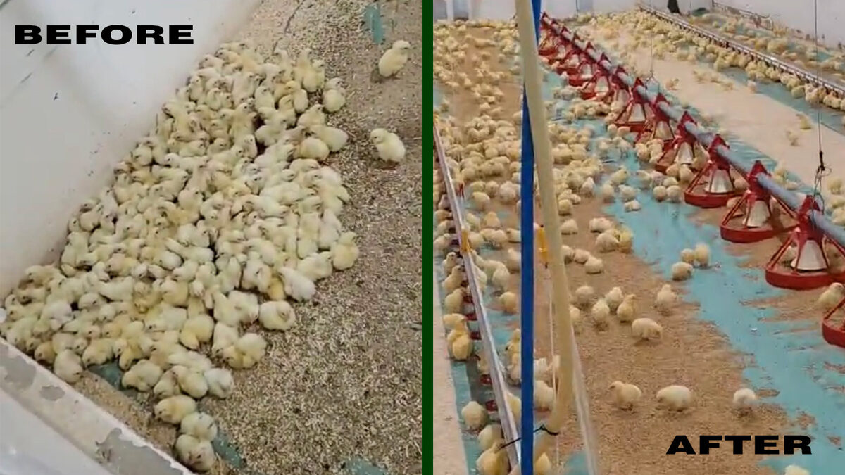 Side-by-side: chicks piled in the corner under hot-water heating (before) vs spread evenly across the floor under Reflect-O-Ray (after)