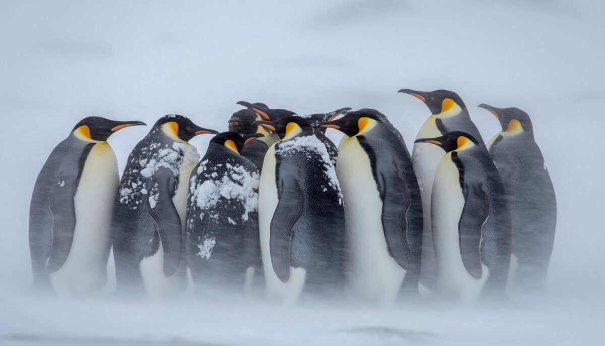 Emperor penguins huddled together in a blowing Antarctic blizzard, sharing body heat and rotating birds on the cold edges of the pile.